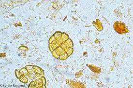 Image result for Antherotoma tenuis