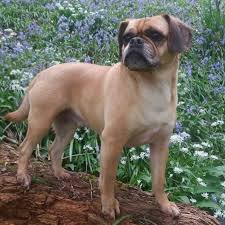 Puggle is a designer breed of the pug and beagle breeds. F2 Puggle Puppies For Sale Newtown Powys Pets4homes