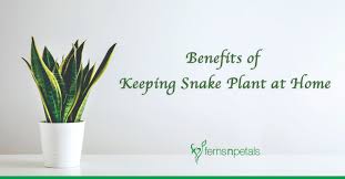 It is an ideal container plant that grows well on the floor or on tabletop displays. What Are The Benefits Of Keeping Snake Plant At Home Ferns N Petals