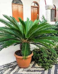 The sago palm prefers bright light, but will also tolerate moderate levels as well. Sago Palm Care A Cycas Revoluta Growing Guide