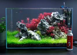 Image result for Rotala fontinalis