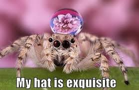 Sometimes Jumping Spiders Wear Water Droplets As Hats Jumping Spider Animals Lucas The Spider