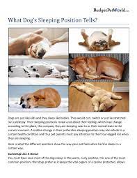 Why do dogs like laying on you? What Dog S Sleeping Position Tells By Aliceoritse Issuu
