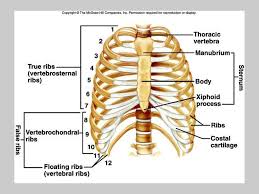 The diaphragm is a trampoline like organ that moves the ribs out when someonein hales.the ribs move out as you breathe inward. Pan 201 Anatomy For Pharmacy Students Skeletal System Ppt Download