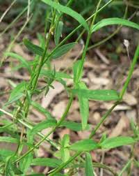 Image result for Wahlenbergia persimilis