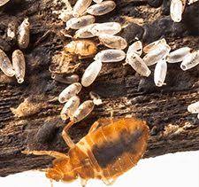 Bed Bug Eggs | Pictures of Bed Bug Eggs | Facts & Information