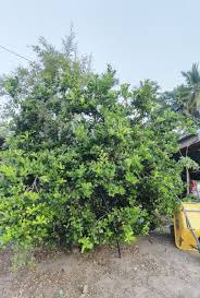 320 x 213 jpeg 37 кб. Zura En Twitter Pokok Limau Purut Kt Umah Mak Aku Offer Jiran2 Pn Dorg Taknak Sebab Umah Masing2 Pon Da Ade Jugak Pokok Pandan Pn Jiran Mintak Abah Aku Kasi