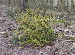 Image result for Viscum