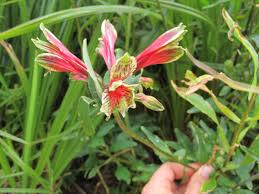 Image result for Alstroemeria pulchella