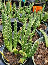 Image result for Orbea variegata