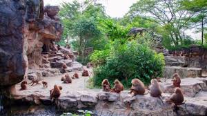 Aktivitas gorila di taman safari kebun binatang san diego, california, amerika serikat (10/1/2021). Mengagumkan Ini Dia Enam Kebun Binatang Terbaik Di Dunia