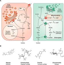 You must be logged in. Sulfation Pathways From Red To Green Journal Of Biological Chemistry