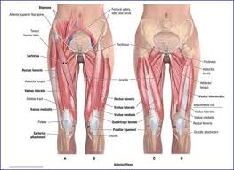 The hips are just the beginning of one long chain of muscles and tendons running down the leg, and some of the largest muscles in your when these areas are weak or the range of motion is restricted, it can impact your ability to move comfortably through everyday life and do your workouts properly. Today S Focus Is Hip And Ankle Joint Muscles And Actions I Will Remember The Following Actions Of The Hip Joint Mu Leg Muscles Anatomy Leg Anatomy Hip Muscles