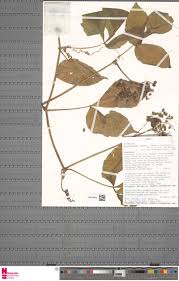 Image result for Tricliceras lobatum