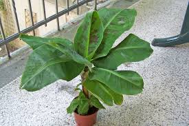 Wühlmäusen hingegen schmecken die wurzeln der bananenbaum im garten. Bananenbaum Zierbanane Musa Acuminata X Zebrina Pflege