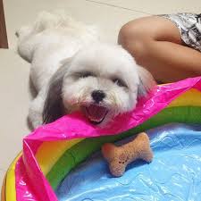 You can tell how your pup is feeling by paying close attention to their body language. 15 Surprising Ways To Make Your Dog Happy Barkpost