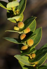 Image result for Clutia