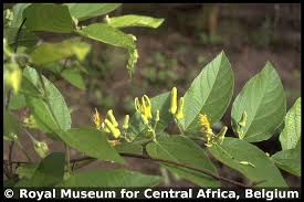 Image result for Grewia olukondae