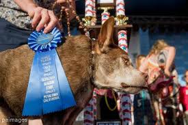 O catelusa a castigat titlul de „cel mai urat caine din lume. Cel Mai Urat Caine Al Anului 2015