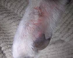 Image result for scabies dogs detail