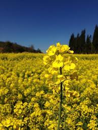 cole flower 油菜花 wild flowers photo plants