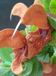 Image result for Deinbollia sp. A