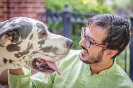 My big boy, Artie! : r/greatdanes