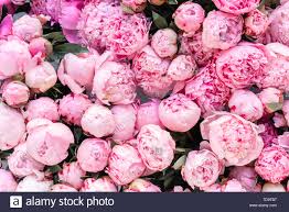 We did not find results for: Floral Carpet Or Wallpaper Background Of Pink Peonies Morning Light In The Room Beautiful Peony Flower For Catalog Or Online Store Floral Shop And Stock Photo Alamy