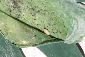 Image result for phytomyza gymnostoma