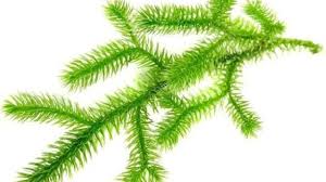 Image result for Lycopodium