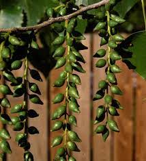 Black cottonwood is a pacific northwest native deciduous tree which can eventually grow to a height of 150' with a width of 40'. Cottonwood Trees Of Manitoba Inaturalist