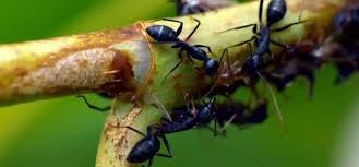 It was home of the adventist church for most of the 20th century.and also came to be known for its music/arts scene and liberal politics. Tacoma Rodent Control Pest Control Cascade Pest Control