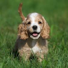 Find cocker spaniel puppies and breeders in your area and helpful cocker spaniel information. Cocker Spaniel Pdsa