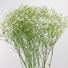 Trouvez des images de stock de small white babys breath flowers on en hd et des millions d'autres photos, illustrations et images vectorielles de stock libres de droits dans la collection shutterstock. Gypsophila Million Star Flowers Wholesale Blooms By The Box