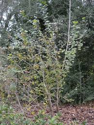 Image result for Karomia speciosa