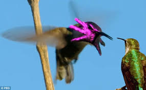 Image result for costa's hummingbird