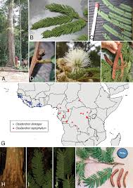 Image result for Cathormion altissimum