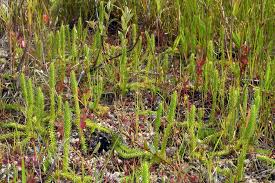 Image result for Lycopodiella
