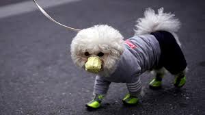 Selamat bermain game tebak gambar binatang. Anjing Di Hong Kong Terjangkit Virus Corona Dunia Tempo Co