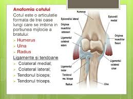 Bacteriile din fecalele care sunt lasate pe piele pot provoca iritatii si pot duce la mancarime si arsuri. Durere La Nivelul ArticulaÈ›iei Cotului È™i UmÄƒrului Sfatul Specialistului