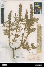 Image result for Pycnostachys ruandensis