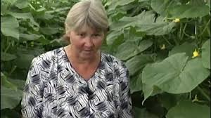 секрет раскрыт лучшее удобрение всех времен чай из травы 1 Ok Ru Ovoshnoj Ogorod Sadovye Vrediteli Ogorod