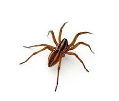 When you get a wolf spider bite, at first you. Common Spider Species Rentokil Pest Control