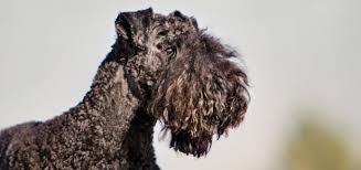 We did not find results for: Scratch Dog Or Not Are Kerry Blue Terriers Hypoallergenic Hypoallergenic Paws The Home Of Dogs That Don T Shed