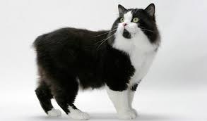 Black And White Tabby Cat Breeds Manx Cat Black And White Images Manx Cat Cat Breeds Cats