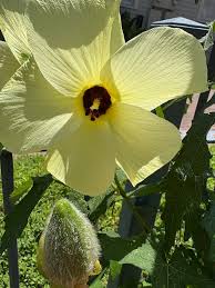 Image result for Abelmoschus