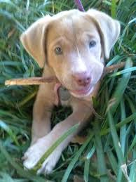 Pitbull Lab Mix Black And Brown Pin By Lila Fernandez On Love Super Cute Puppies Weimaraner Puppies Cute Dogs