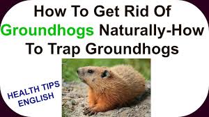 One or two groundhogs are capable of eating into your garden almost overnight. How To Get Rid Of Groundhogs Naturally How To Trap Groundhogs Youtube