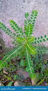 Image result for Phyllanthus pentandrus