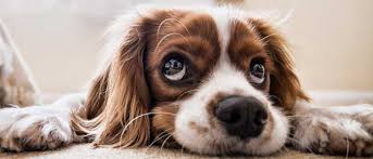 We did not find results for: International Pet Relocation Moving Services Relomar